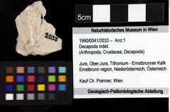 Foto (Objket + Etiketten) von Decapoda indet. 